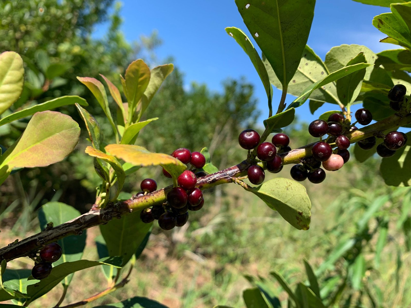 Planta con frutos